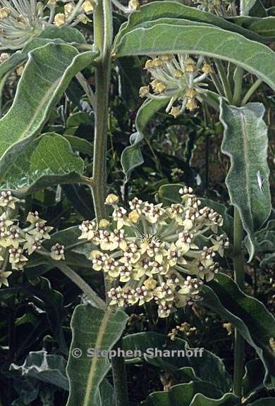 asclepias eriocarpa 2 graphic